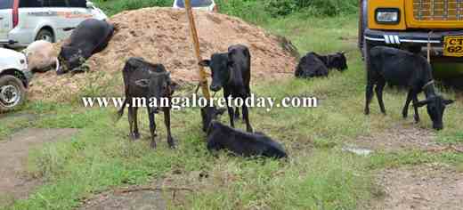 illegal cattle 2